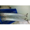 Frozen Spanish Mackerel Whole Round