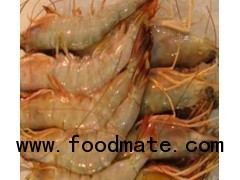 frozen Shrimps products