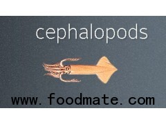 cephalopods,CUTTLEFISH, JUMBO SQUID
