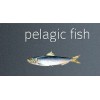 pelagic fish,SARDINE