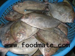 Black pomfret