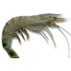 Prawn