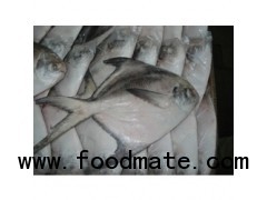 Silver Pomfret Fish