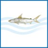 Sea catfish
