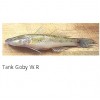 Tank Goby W.R