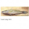 Tank Goby W.R