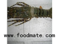 HOSO Ornated Spiny Lobster
