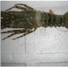 HOSO Ornated Spiny Lobster