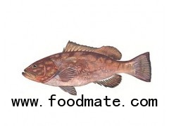 Frozen Red Grouper