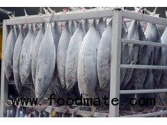 Frozen Skipjack tuna W.R