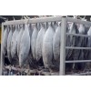 Frozen Skipjack tuna W.R