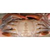 Mud crab