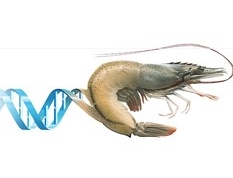 disease-resistant shrimp