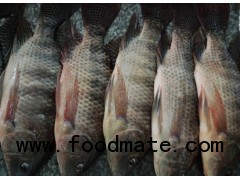 Nourishing Tilapia Mossambica Frozen Tilapia