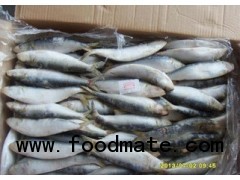 New Season Light Catch Frozen Sardine