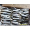 New Season Light Catch Frozen Sardine