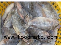 Defrost Size 200-300 Frozen Tilapia