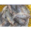 Defrost Size 200-300 Frozen Tilapia