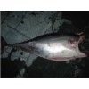 Frozen Yellowfin Tuna Headless Gutted