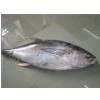 Frozen Yellowfin Tuna Whole Round