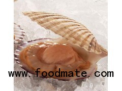 cultured scallop