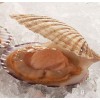 cultured scallop