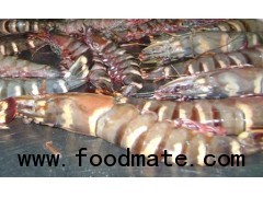 Buy Giant Tiger Shrimp