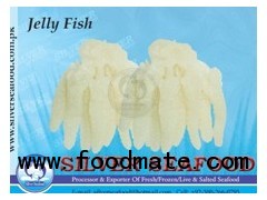 Jelly fish  (Rhopilema Sp)