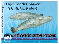 Tiger tooth Croaker (Otolithes Ruber)