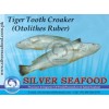 Tiger tooth Croaker (Otolithes Ruber)