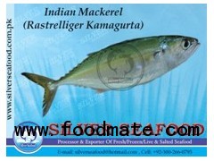 Indian Mackerel (Rastrelliger Kanagurta)