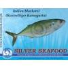 Indian Mackerel (Rastrelliger Kanagurta)