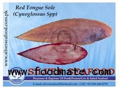 Red Tongue sole (Cynoglossus Spp)