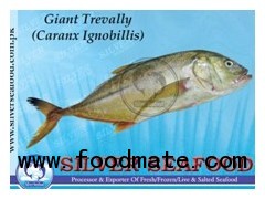 Giant Trevally (Caranx Ignobillis)