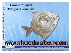 Chines Pomfret (Pampus Chinensis)