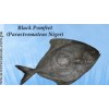 Black pomfret (Parastromateus Niger)