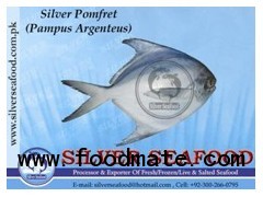 Silver Pomfret (Pampus Argenteus)