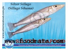 Silver Sillago (Sillago Sihama)