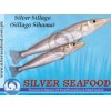 Silver Sillago (Sillago Sihama)