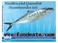 Needlescaled Queenfish (Scomberoides tol)