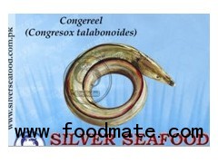 Conger Eel  (Congresox Talabonoides)