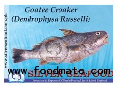 Goatee Croaker (Dendrophysa Russelli)