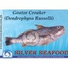 Goatee Croaker (Dendrophysa Russelli)