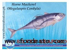 Horse Mackerel (Megalaspis Cordyla)