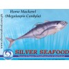 Horse Mackerel (Megalaspis Cordyla)