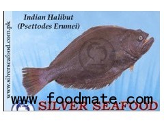 Indian Halibut (psettodes Erumei)