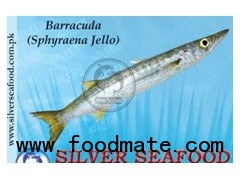 Barracuda (Sphyraena jello)