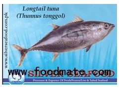 Longtail Tuna (Thunnus tonggol)