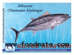 Albacore (Thummus Alalunga)