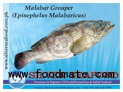 Malabar Grouper  (Epinephelus Malabaricus)